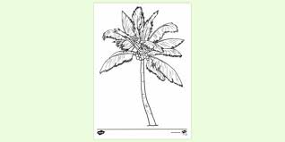 Our family tree coloring page. Free Palm Tree Colouring Page Colouring Sheets