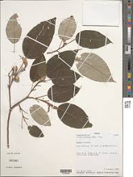 Image result for Erythrococca welwitschiana