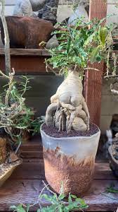 Image result for Raphionacme