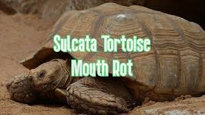 Maybe you would like to learn more about one of these? Sulcata Tortoise Mouth Rot Symptoms Treatment Prevention