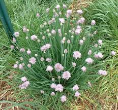 Pentru calitatile ei, o plantă mica numita plectranthus a primit popular numele de tantarica. Plantele Care Ne Feresc De È›anÈ›ari È™i MuÈ™te E Bine SÄƒ Le Ai In Casa Ta Antena 1