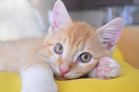 Why buy exotic cars near naperville? Cats For Sale Near Me