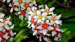 Image result for Eriocoelum