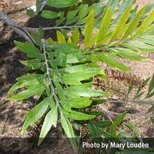Grevillea robusta also know as australian silver oak. Silky Oak Grevillea Robusta Queensland Poisons Information Centre