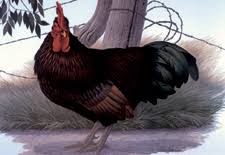 In the 1950's, there was a special election sponsored by the. Rhode Island State Bird Rhode Island Red Hen