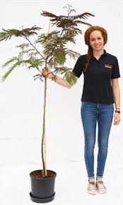 Genus albizia can be deciduous trees, shrubs or climbers, with attractive bipinnate leaves with tiny leaflets, and flowerheads composed of many small flowers with prominent stamens. Albizia Julibrissin Summer Chocolate Silk Tree For Sale