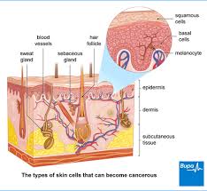 Pin On Integumentary System