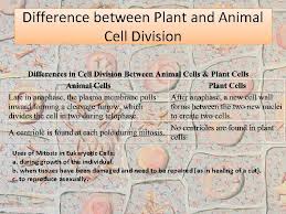 Both kinds of cells are eukaryotic, which means that they are larger than bacteria and microbes, and their processes of cell division make use of mitosis and meiosis. Mitosis Cell Division Agenda Cell Cycle Mitosis Overview