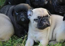 A grand rapids, mi 49506 rescue helping to find loving homes for cats. French Bulldog Pug Frug Puppies For Sale In Stanton Michigan Classified Americanlisted Com