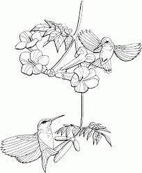 The set includes facts about parachutes, the statue of liberty, and more. Get This Free Hummingbird Coloring Pages To Print 62617