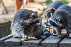 If your cat has eaten food that can cause them harm, treatment is generally supportive until the symptoms resolve. Do Raccoons Kill Rats