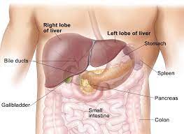 It appears reddish brown in appearance because of the immense amount of blood the liver is located in the upper right quadrant of the abdominal cavity, right below the diaphragm. Liver Anatomy Left With An Average Weight Of About 1 5 Kg The Human Download Scientific Diagram