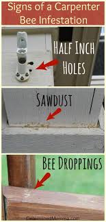 Carpenter bees most often prefer to bore holes in the wooden areas that receive the morning sun or afternoon sun. How To Kill Bees In House Arxiusarquitectura
