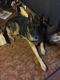 How old is portia the german shepherd mix? German Shepard Puppies For Sale In Flagstaff Arizona Classified Americanlisted Com