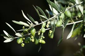 Apple, orange, lemon, lime, banana, cherry, olive, peach, pear Bonsai Olive Tree Caring For One 2tbonsai Com