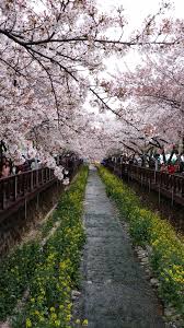 We say, if you're attached, this is the perfect place to visit. Here Comes The Cherry Blossom Season In South Korea Korean Culture Blog