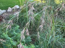 Image result for Urochloa marlothii