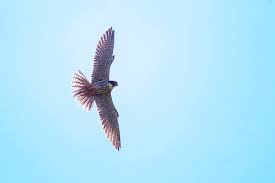 Typisch ist auch ein flügelklatschen, das einem peitschenknall ähnelt. Der Vogelwinter 2020 2021 In Sud Niedersachsen Arktische Kalte Und