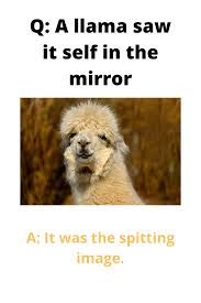 Enjoy these terrible jokes you may or may not have already heard, but will definitely make you giggle a little. Llama Jokes Puns Guaranteed To Make You Laugh Your Fluffy Socks Off Animal Humour Llama Jokes Animal Humour Best Puns