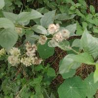 Image result for Vernonia ituriensis