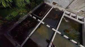 Siang Reefers Kali Ini Posting Soal Kolam Ikan Yahh Jadi Campaign Kali Ini Namanya Berbereskolam Yang Ini Khusus Buat Para Pelangga Di 2020 Kolam Ikan Kolam Luhan