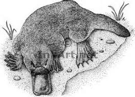 Platypus Clipart 52 Cliparts All sizes and formats, high quality and large selection of themes for web. platypus clipart 52 cliparts