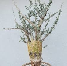 Image result for Sesamothamnus lugardii