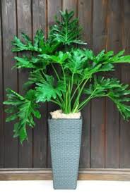 Philodendron Selloum Large Plants Philodendron Philodendron Monstera