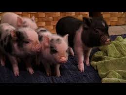 It is not without reason that miniature pig breeds are all the craze lately. Perfectly Precious Potbelly Pigs Too Cute Youtube