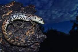 The barista will grind enough coffee for a single cup of coffee, eradicating the need to make an entire pot. Barishoon Ky Mosam Main Baristas Star Pages Directory