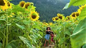 From hokkaido to tokyo, check out the best sunflower fields to visit in japan in 2021 summer. Sunflower Festivals For Seattle Area Families Parentmap