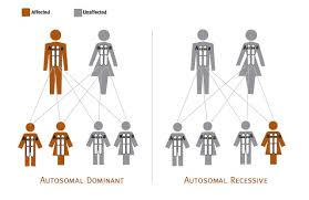 This scavenger hunt will introduce students to the heredity & genetics unit by exposing them to the genetics vocabulary and concepts found in their textbook and in this genetics kit. Consumer Fact Sheets Understanding Genetics Ncbi Bookshelf