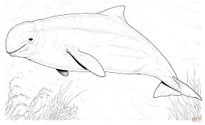 Here are complex coloring pages for adults of animals. Beluga Whale Coloring Pages Whale Coloring Page Whale Coloring Pages Beluga Whale