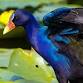 FIELD TRIP: Circle B Bar Reserve event in Vero Beach, FL