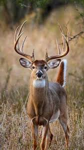 Animal groups and babies often have strange names. Animal Veterinary Ultrasound Scanner E Mail Tianchi Demi Ln2container Com Website Www Ln2container Com Whitetail Deer Deer Photography Whitetail Deer Pictures