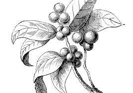 We did not find results for: Vintage 1800s Coffee Plant Printable Illustration Silver Spiral Studio Coffee Plant Coffee Drawing Coffee Tattoos