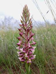 Image result for Corycium dracomontanum