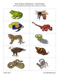 Some of the worksheets for this concept are cpodsfanimals without backbones, students work, vertebrates animals with backbones five classes of, activity three the mystery fossil bones activity, activity 1 bag of bones, muscular. Does It Have A Backbone Card Sorting Activity