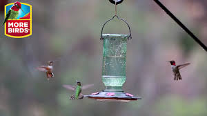 More Birds Vintage Hummingbird Feeder With Antique Glass Bottle