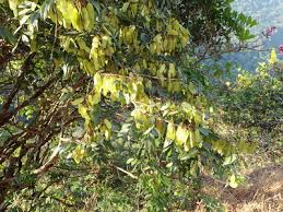 Image result for Dalbergia acutifoliolata