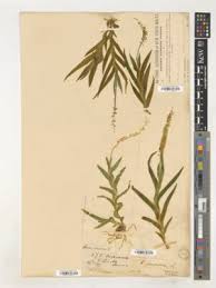 Image result for Oberonia disticha