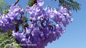 Image result for Jacaranda mimosifolia