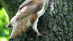 Manfaat sarang burung sriti pada walet dapat memberi dampak positif terhadap perkembangan tahu kali ini saya akan membahas beberapa mitos tentang burung sriti yang tak banyak orang tahu. Serangan Burung Hantu Ke Sarang Burung Walet Di Sampit Regional Liputan6 Com