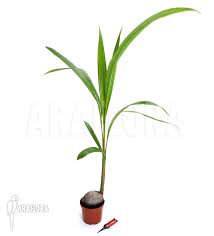 Image result for Cocos nucifera