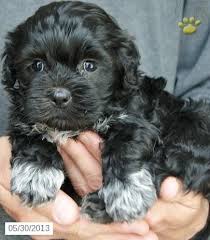 19 Black Maltipoos Ideas Maltipoo Puppies Maltipoo Puppy