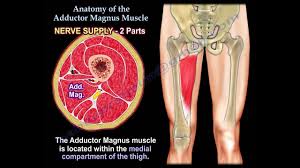 A pulled groin muscle causes pain, swelling and sometimes a loss of muscle strength or function. Anatomy Of The Adductor Magnus Muscle Everything You Need To Know Dr Nabil Ebraheim Youtube