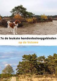 Pin Op Woef Welkom Eropuit Met Hond