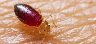 When you are asking, how do you say ____? and you are asking for a translation of a word or phrase from another language, like english (i.e. Bed Bug Information In Spanish Pests In The Home