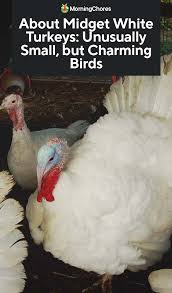White Birds That Look Like Turkeys About Midget White Turkeys Unusually Small But Charming Birds Raising Turkeys Turkey Breeds Turkey