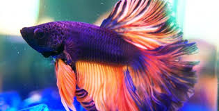 Mine looked exactly like the one on the left. Betta Fish Facts And Why They Re Not Starter Pets Peta